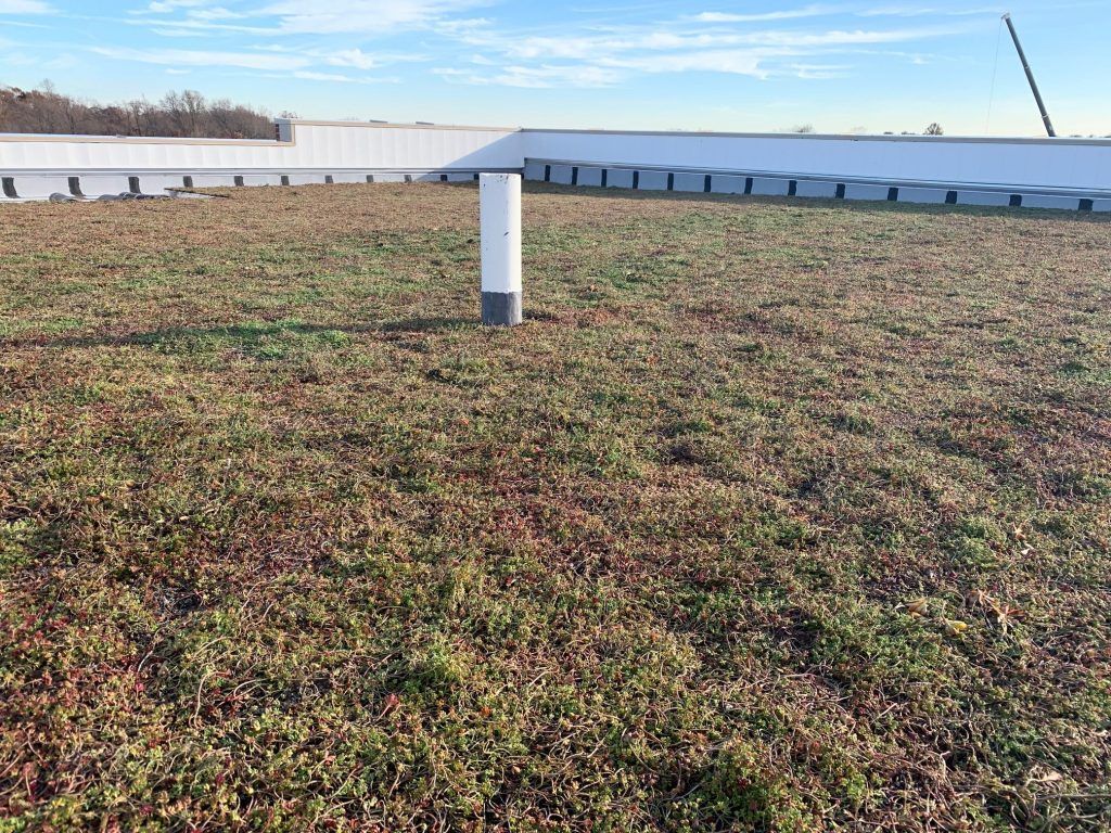 Green rooftop with short vegetation, white pipe, and building in the background against a blue sky.