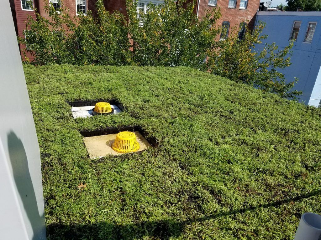 Green rooftop with two yellow structures in recessed areas. Building and trees in the background.