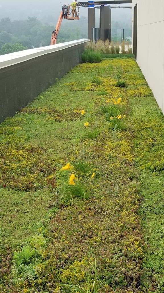 Green rooftop with yellow flowers, building and aerial lift.