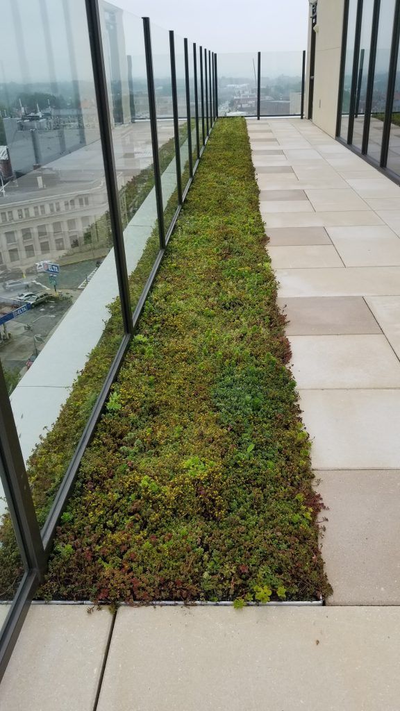 Rooftop garden bed of green plants between glass barriers and stone pavers. City view in background.