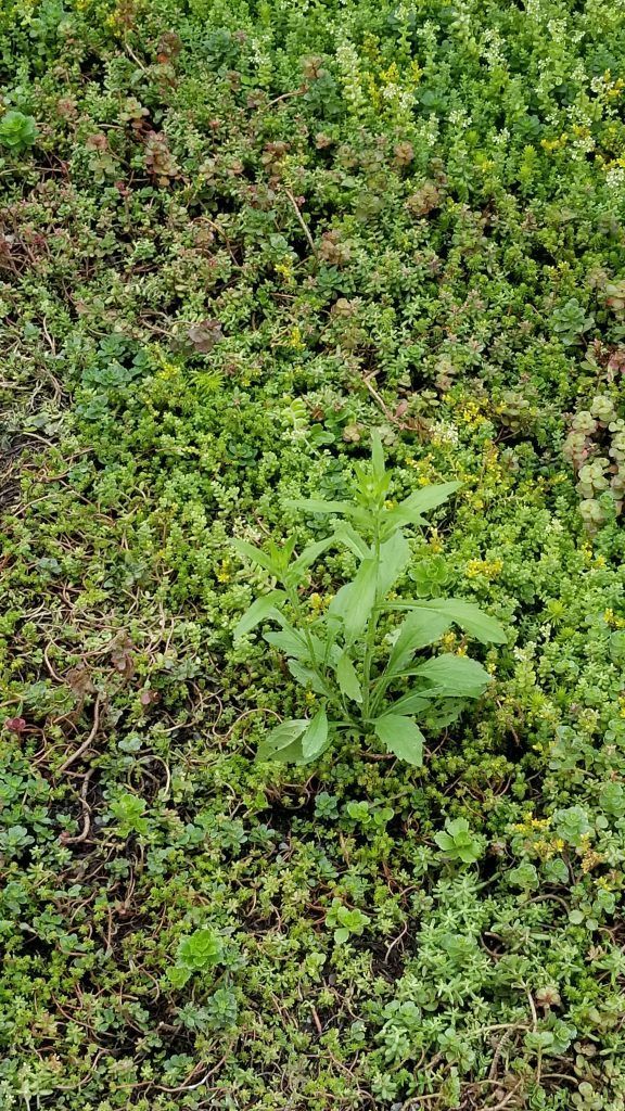 Green plant with serrated leaves growing amidst a bed of low-lying, colorful ground cover.