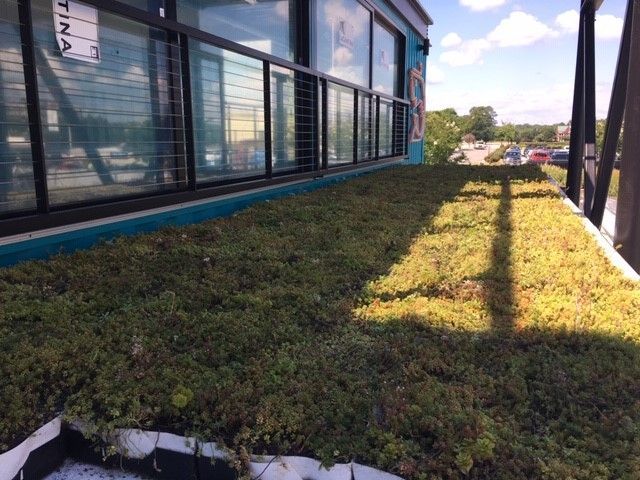 A rooftop garden with green plants on top of a building, under a sunny sky.