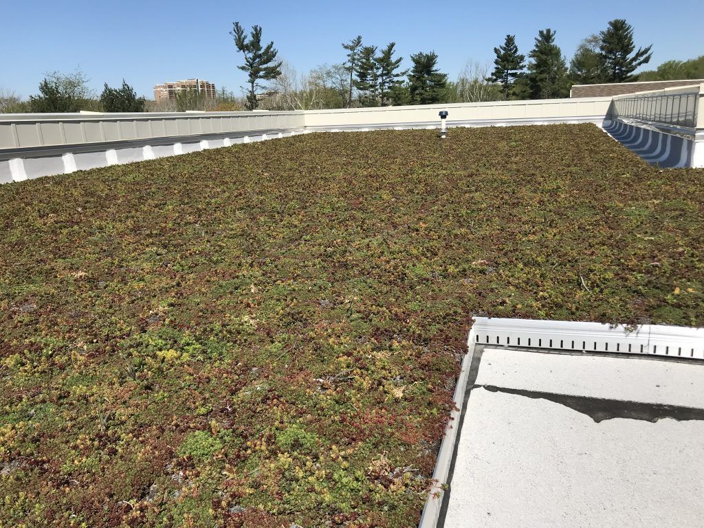 Green roof on a building, with vegetation covering a flat surface, edged by a white border, under a blue sky.