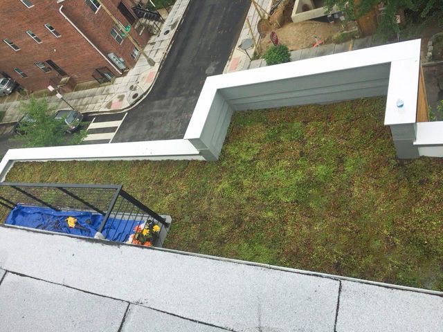 Green roof with white perimeter walls, overlooking a street and buildings.