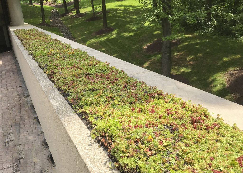 Green roof with low-growing plants in a concrete trough. Trees and sunlight in the background.