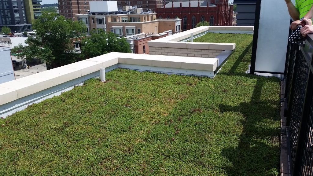 Green roof with low vegetation, surrounded by white border and buildings in background.