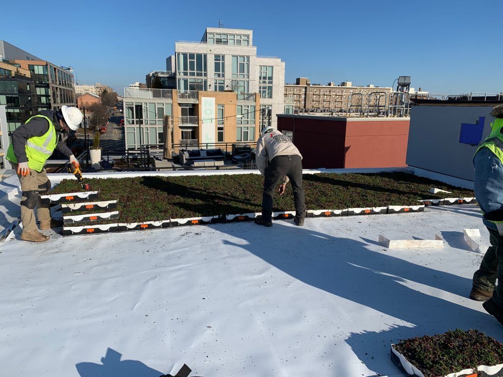 Workers installing a green roof on a rooftop, sunny day.