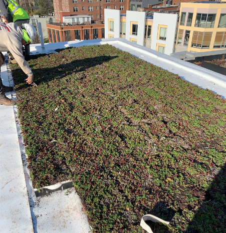 Rooftop green space with worker, likely installing or maintaining the vegetation. Buildings in the background.