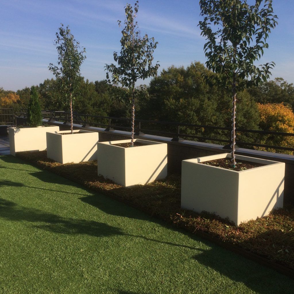Four trees in square beige planters on green turf with a backdrop of trees under a blue sky.