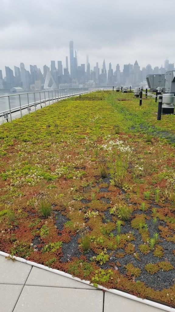 Green rooftop garden with city skyline backdrop.