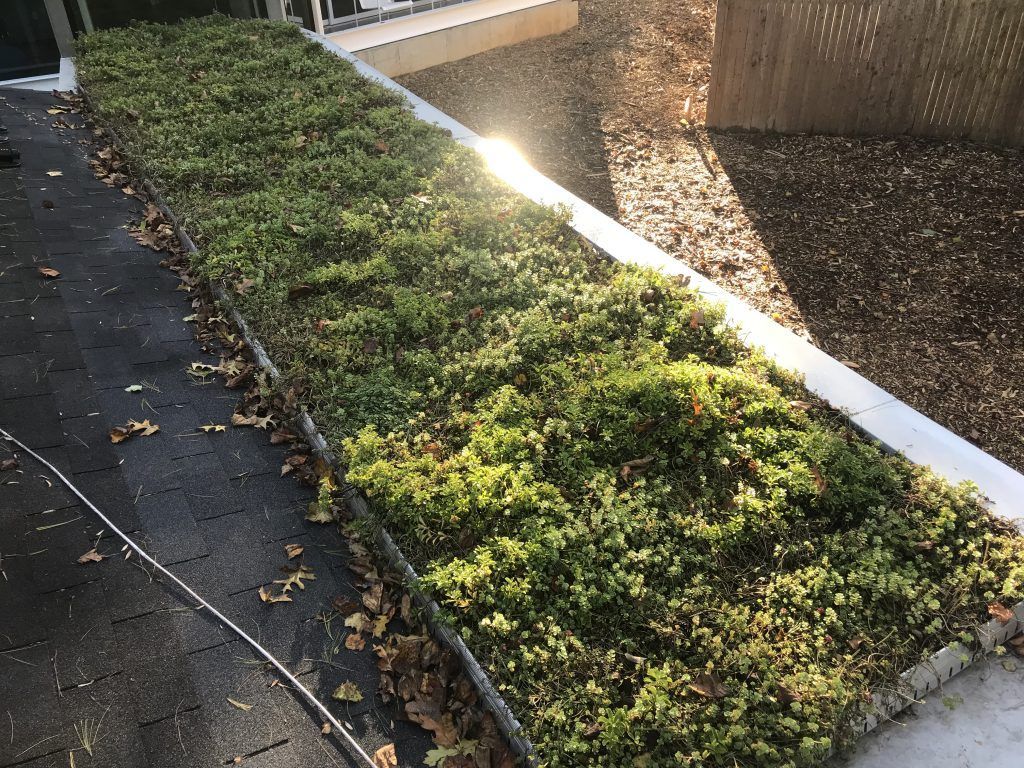 Raised garden bed with green plants, next to a paved area, lit by sunlight.