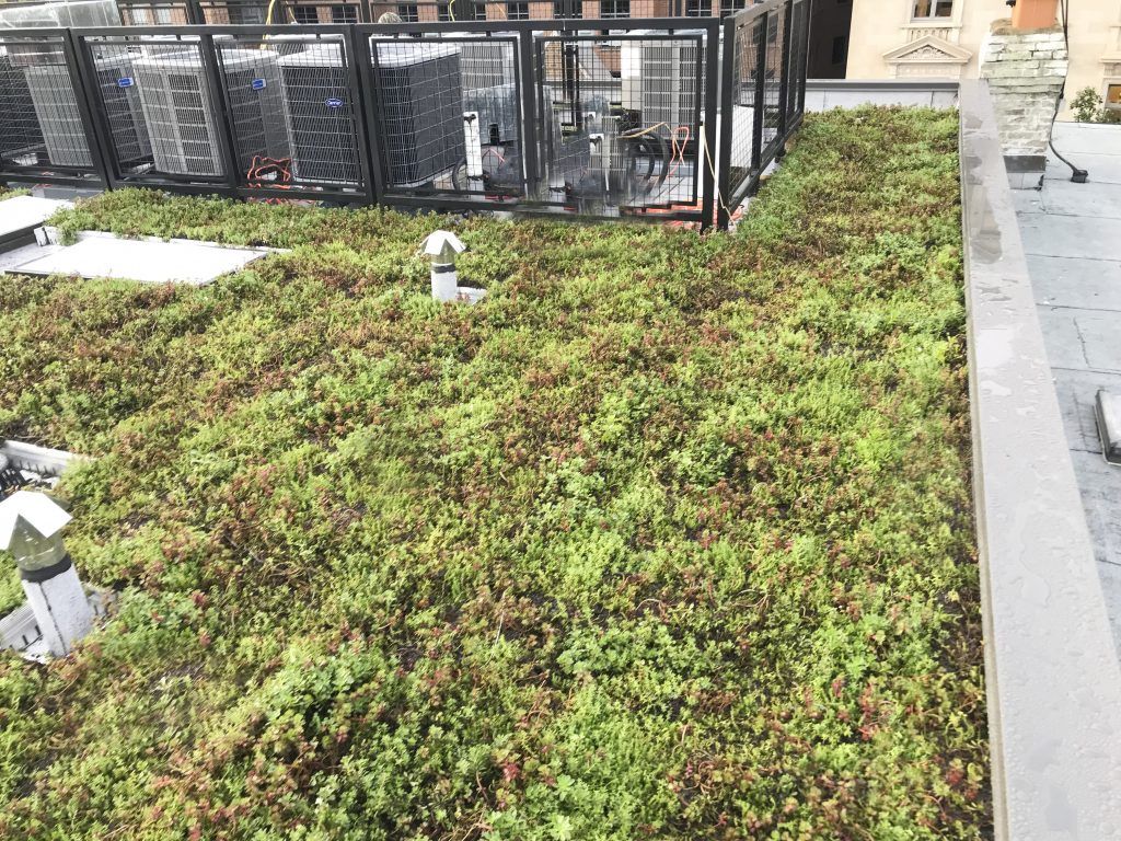 Green roof covered in plants, with air conditioning units and a building in the background.
