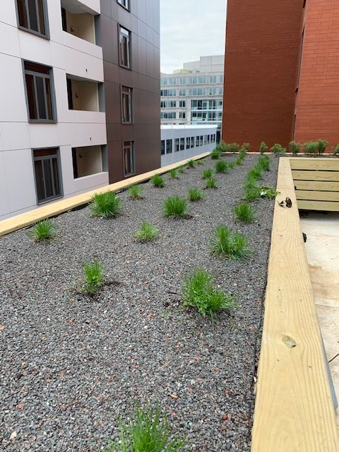 Rooftop garden with small green plants growing in gravel, bordered by wooden beams, and surrounded by buildings.