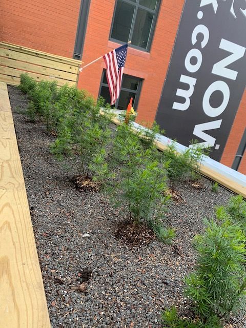 Row of young green plants on a gravel slope, beside a wooden border and building with a US flag.
