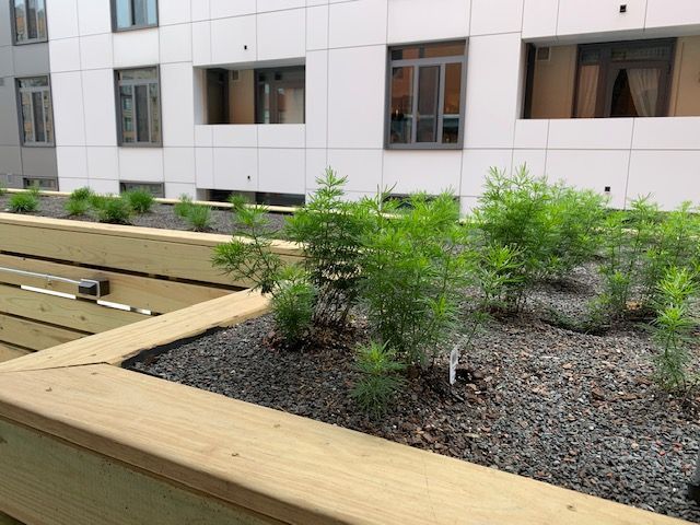Raised garden bed with young green plants and dark gravel against a white building.