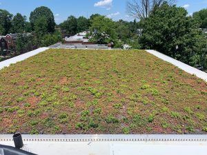 Green roof with low-growing plants on a flat white roof. Trees and a blue sky are visible in the background.