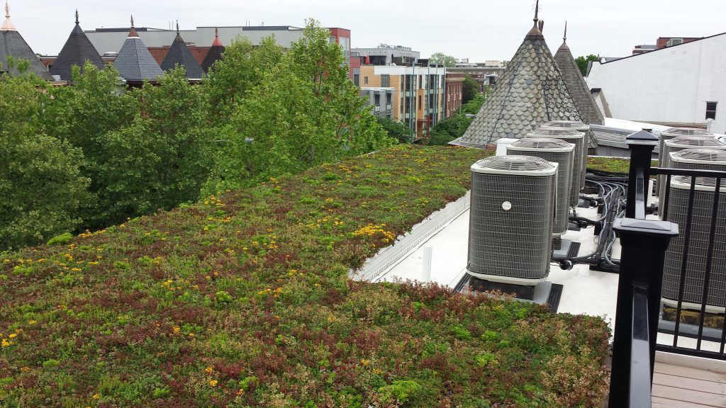 Green roof with HVAC units, trees, and buildings in the background.