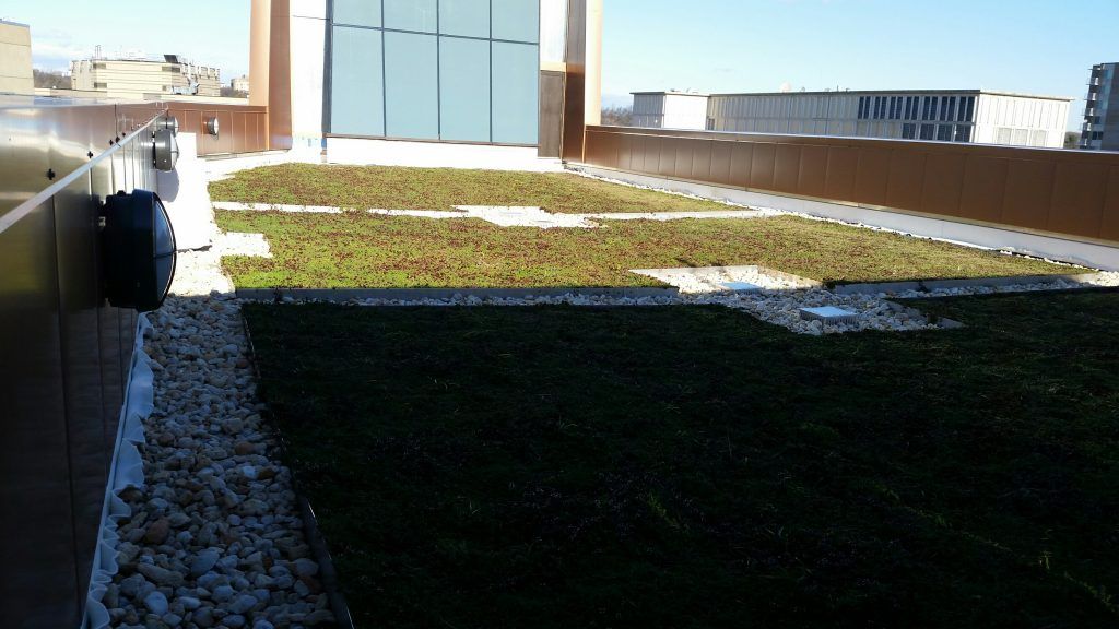 Rooftop garden with sections of green vegetation, small stones, and buildings in the background.