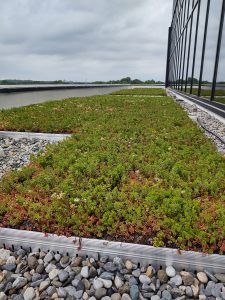 Green roof with vegetation and gravel border next to a glass building facade under a cloudy sky.
