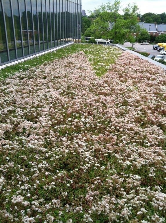 Green roof with flowering plants on a building. Brown and green colors.
