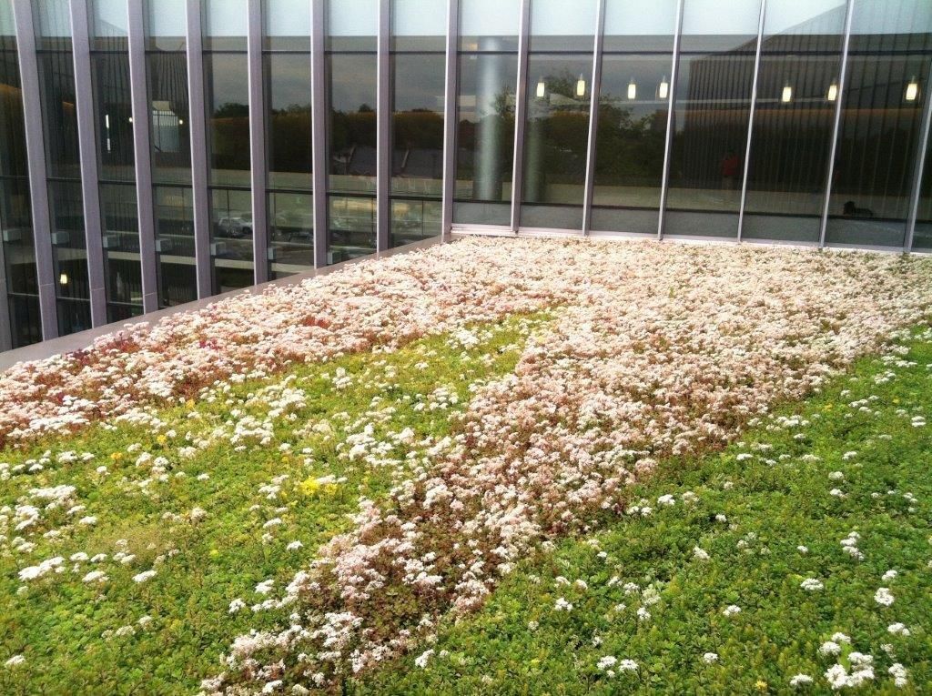 Green roof with patches of white and red flowers, below a building with glass windows.