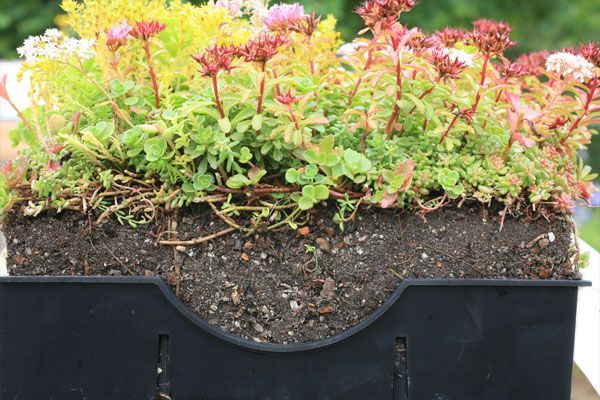Cross-section of sedum plants in a black container showing soil and roots; colorful green, yellow, and pink flowers.
