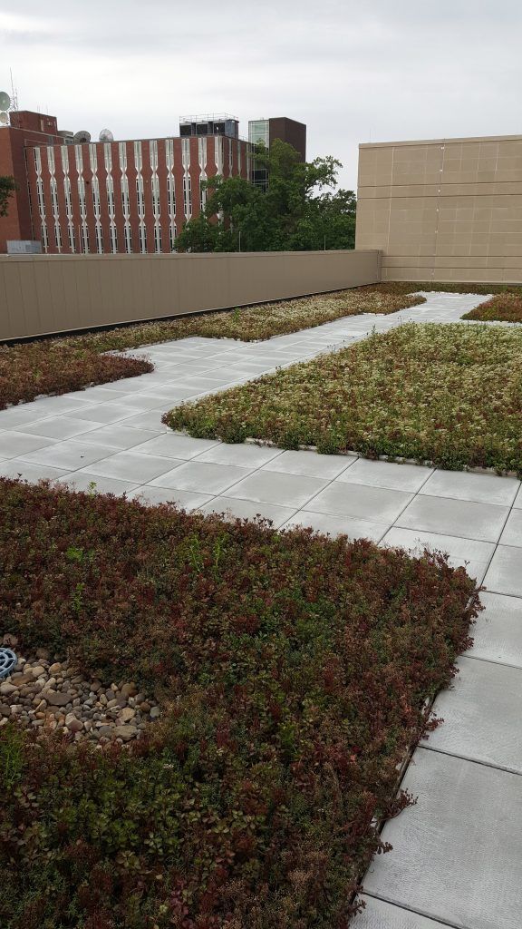 Green roof with stone pathways and surrounding buildings under overcast sky.