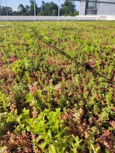 Green roof with low-growing plants, shades of green and reddish-pink. Sunny day, building in background.