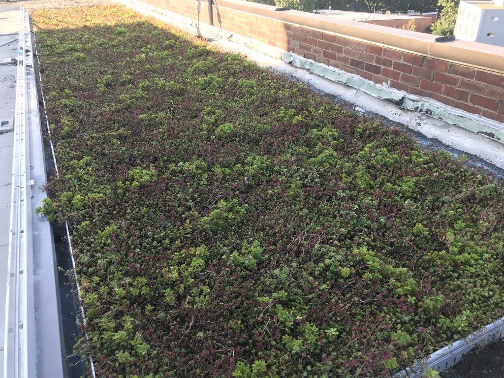 Green roof with dark green and maroon vegetation on a flat rooftop. Brick wall in the background.