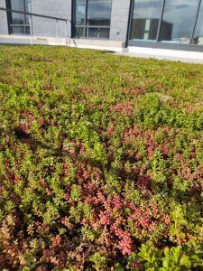 Green roof with patches of red succulents on a building.