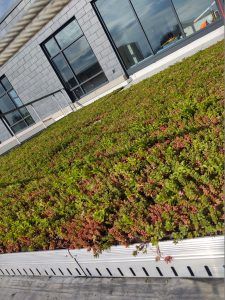 Green roof with red-tinged plants, on a building with large windows.