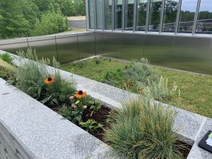 Stone planters with flowers and grasses next to a modern building.