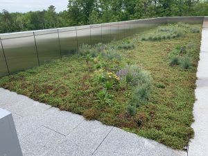 Green roof with plants growing on a flat surface, edged by a metal wall and light-colored paving.