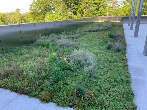 Green roof with various plants on a building. Metal walls, concrete edge, and trees in background.