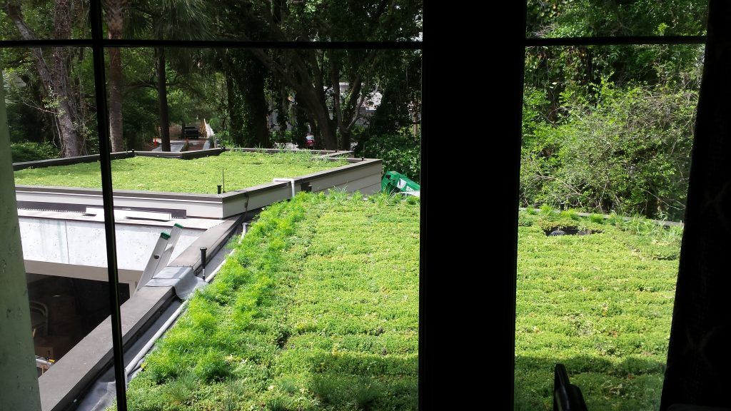 Green roofs viewed from inside a building, trees in the background, bright sunlight.