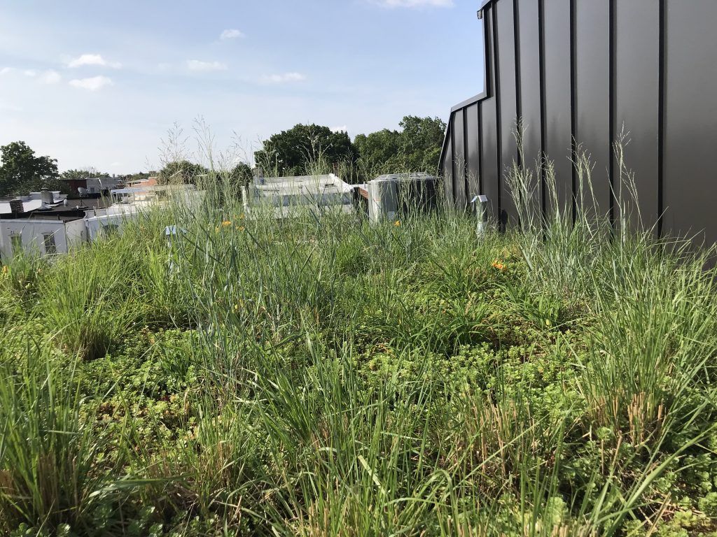 Green rooftop garden with tall grasses and a dark building.