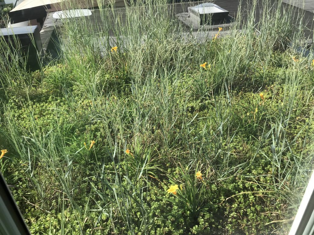 Green rooftop garden with tall grasses and yellow flowers.