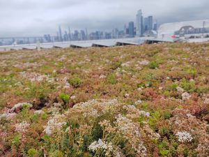 Green rooftop with blooming plants, city skyline in the background. Overcast sky.