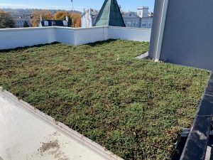 Green roof on a white-walled rooftop with city buildings in the background.