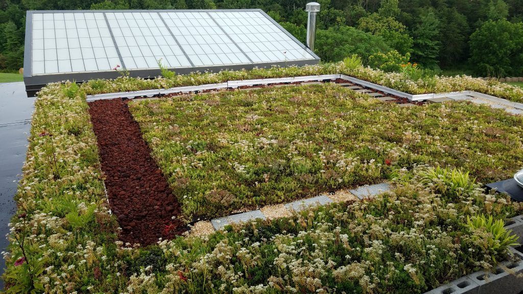 Green roof with plants, a dark walkway, and solar panels on a building.