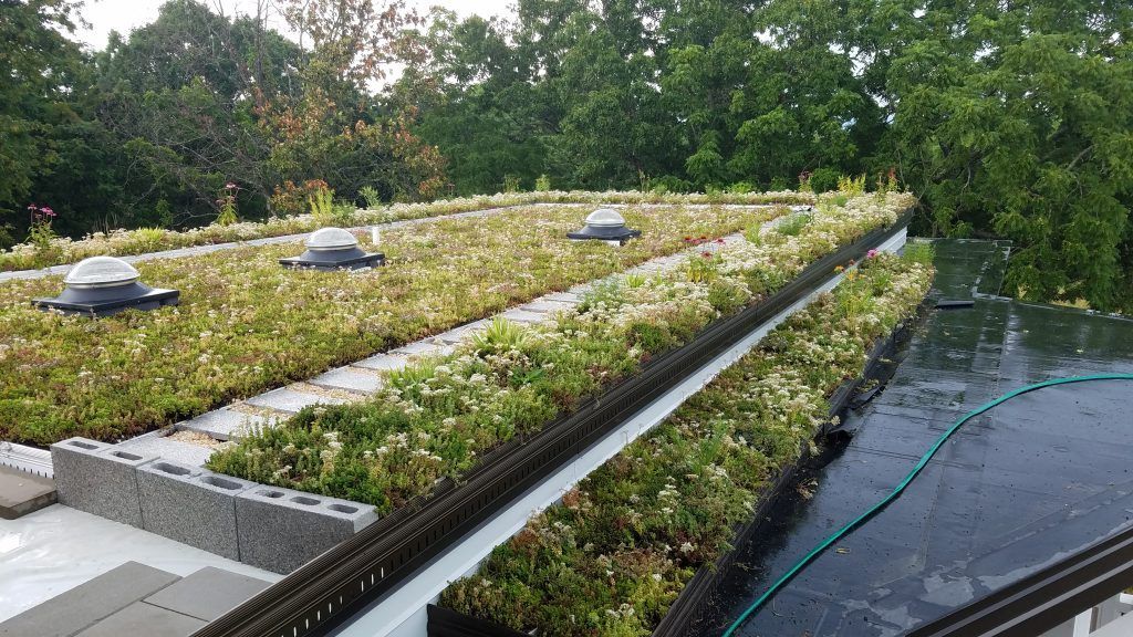 Green roof with vegetation, skylights, and retaining walls, surrounded by trees.