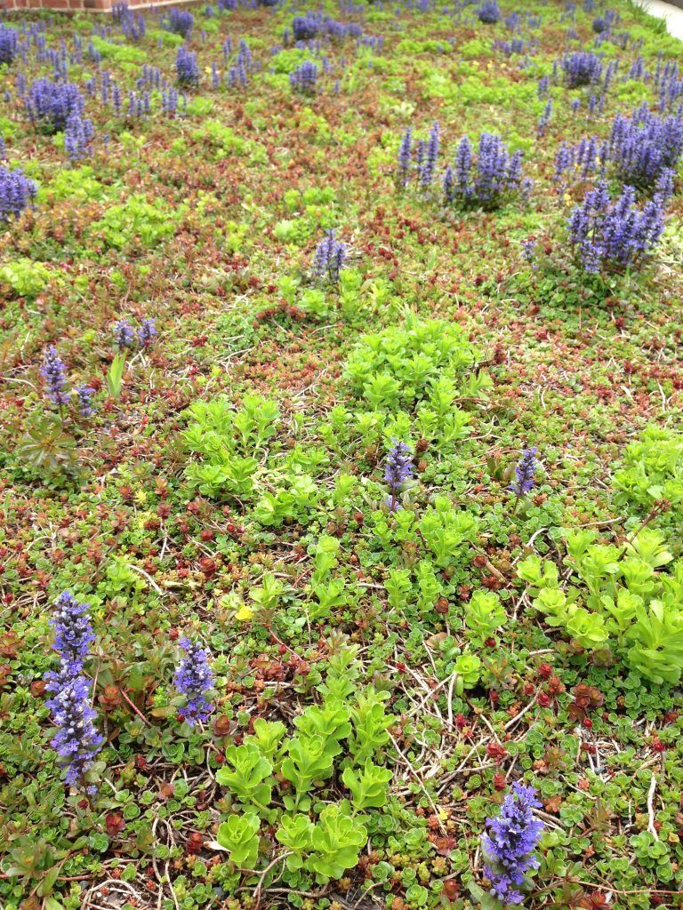 Green roof with patches of purple flowering plants and various ground cover.