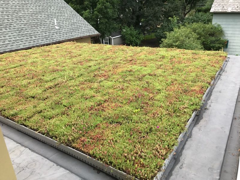 Green roof on a flat surface, edged with metal, adjacent to a sloped shingled roof, trees in the background.