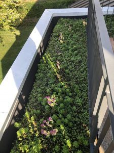 Green roof planter box with various succulents, edged by white and dark gray structures, sunlight.