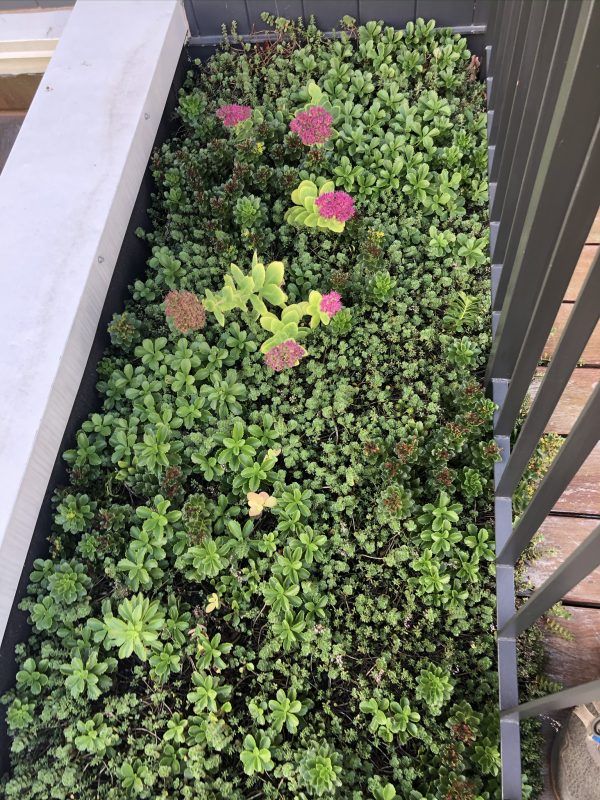 Green roof with various succulents and blooming pink flowers.