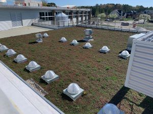 Rooftop green space with low-growing plants, several dome-shaped skylights, and mechanical vents on a sunny day.