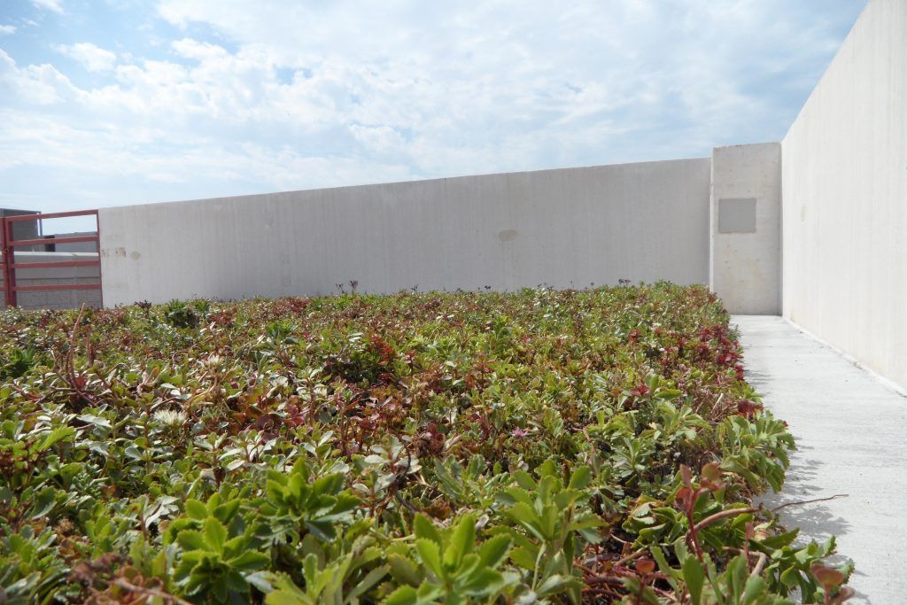 Green rooftop garden with low-growing plants in front of a white wall under a cloudy sky.