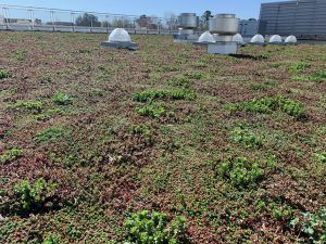 Green roof with various plants, some in reddish hues, on a flat rooftop. Ventilation units and skylights are also present.