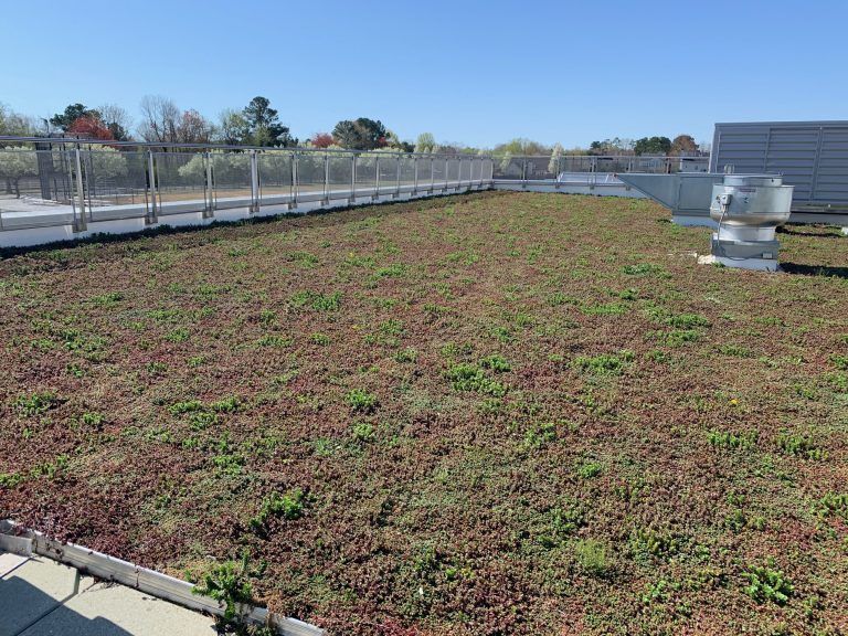 Green roof with low-lying plants on a building. A metal fence and clear sky are visible.