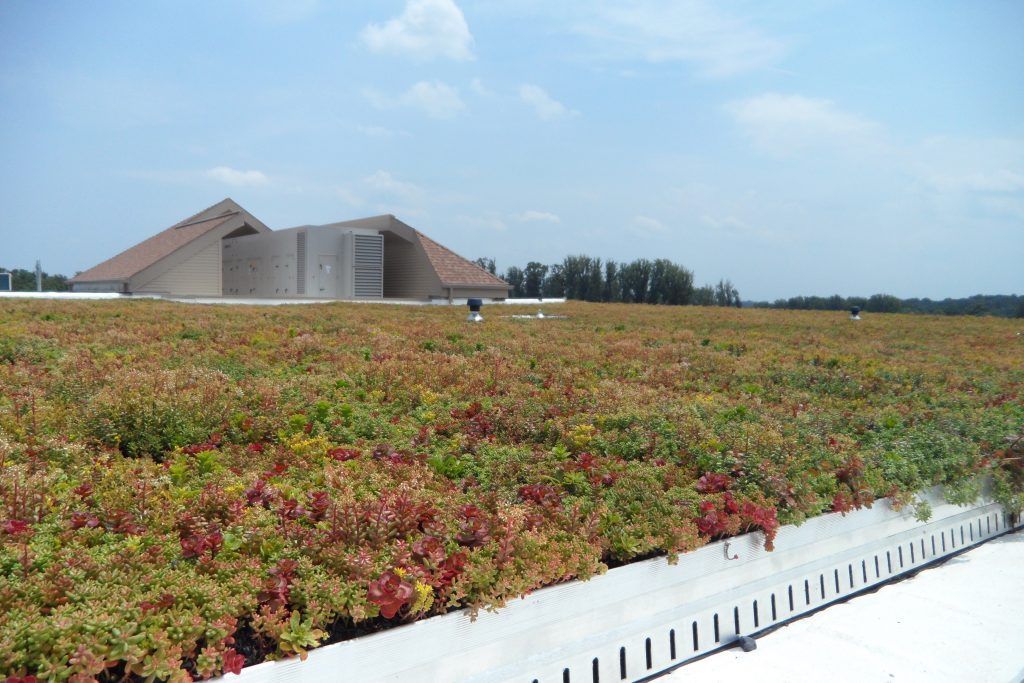 Green roof with red and green plants in foreground; building with angled roof in background under a blue sky.